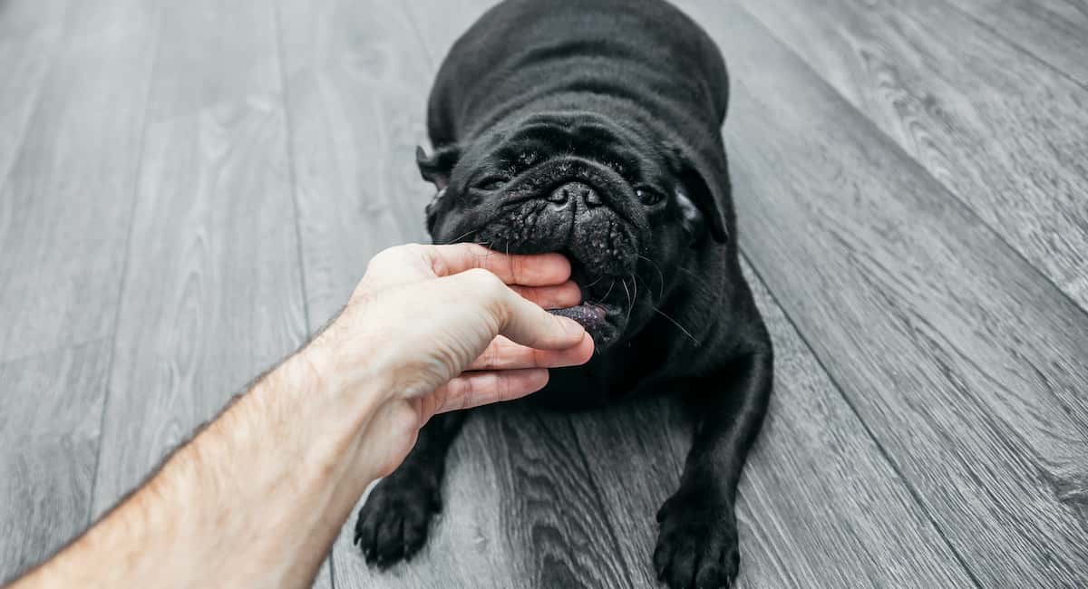 Damage caused by a dog bite